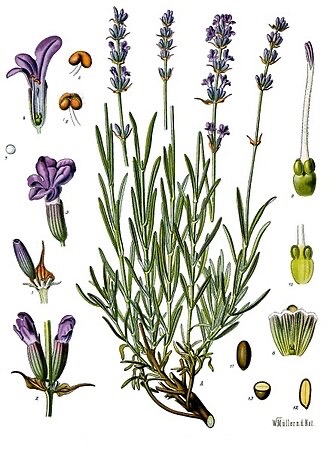 Lavanda angustifolia