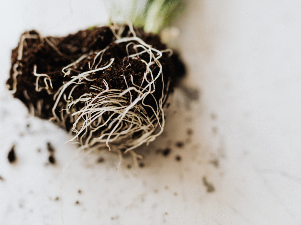 Diseño sin título(3)