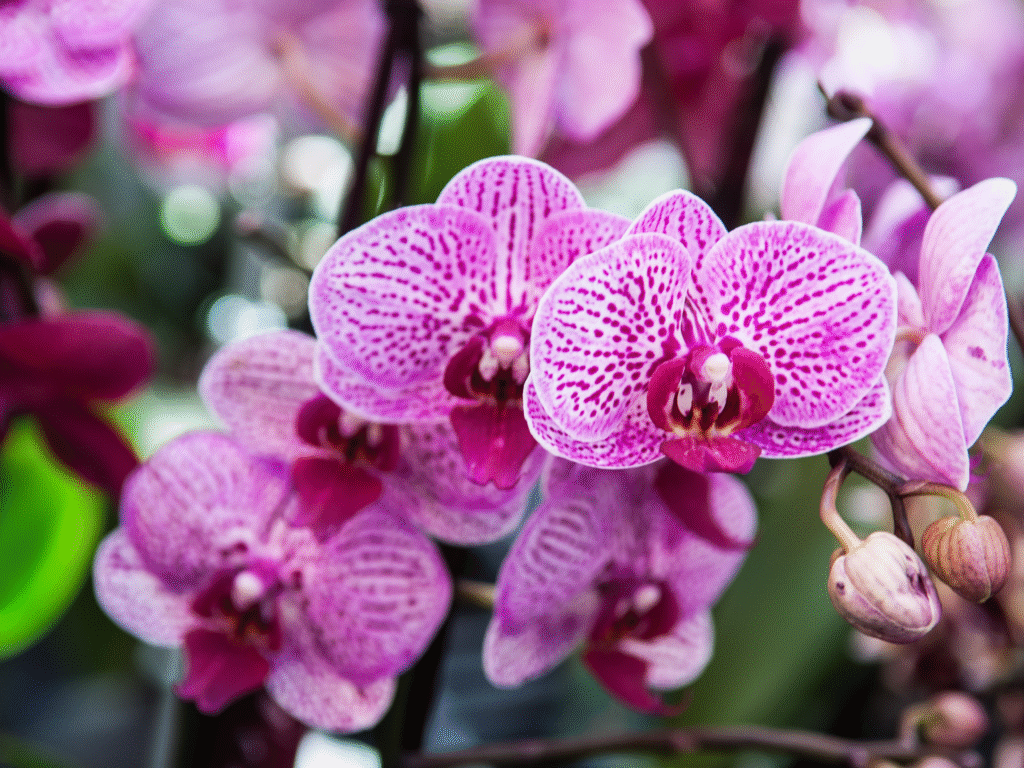 Diseño sin título(5)