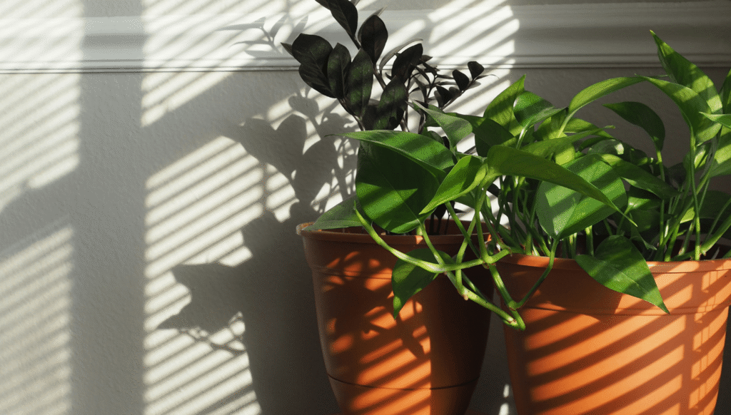 plantas interior Plantas interior