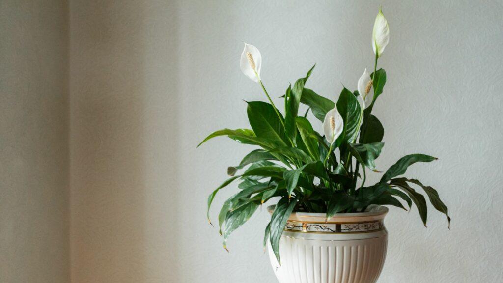 Flor de la paz ibiza