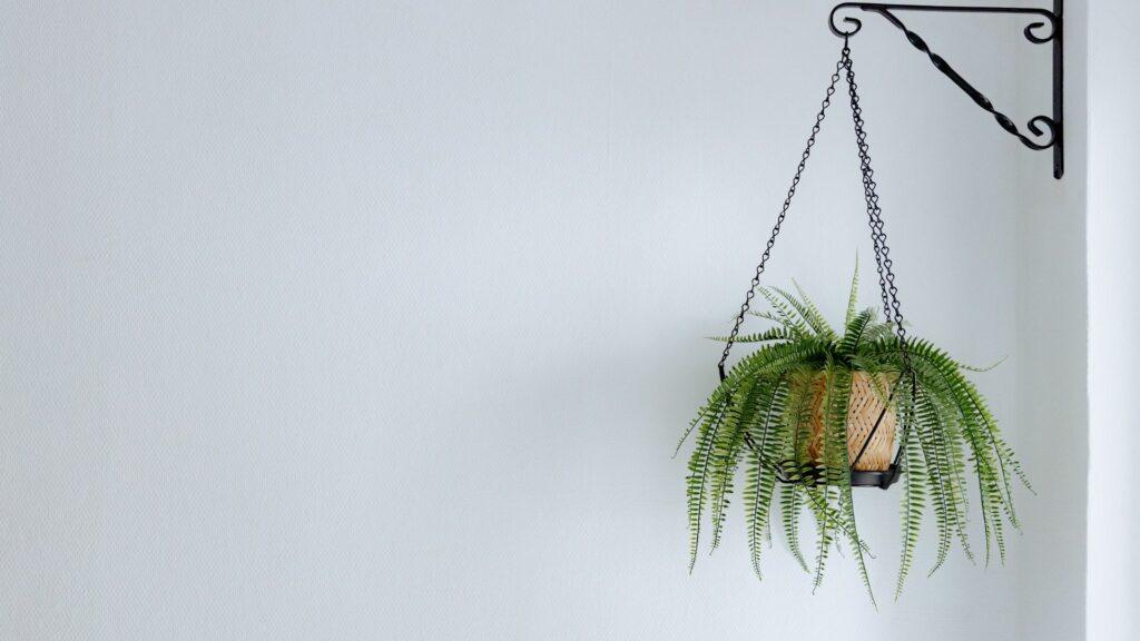 Helecho de interior ibiza