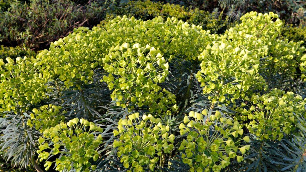 Euphorbia-characias euphorbia characias