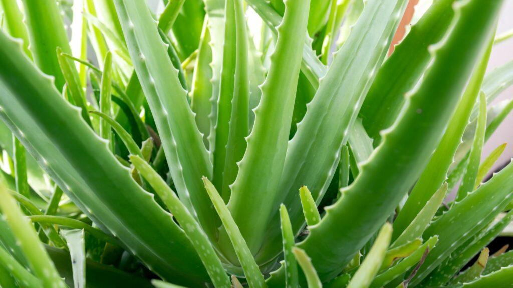 aloe-vera aloe vera