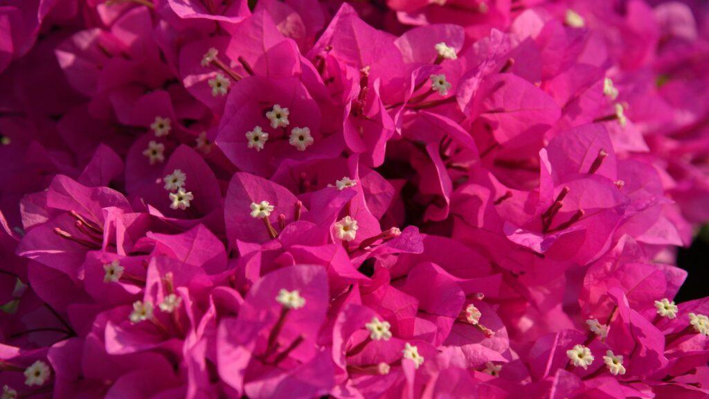 buganvilla buganvilla