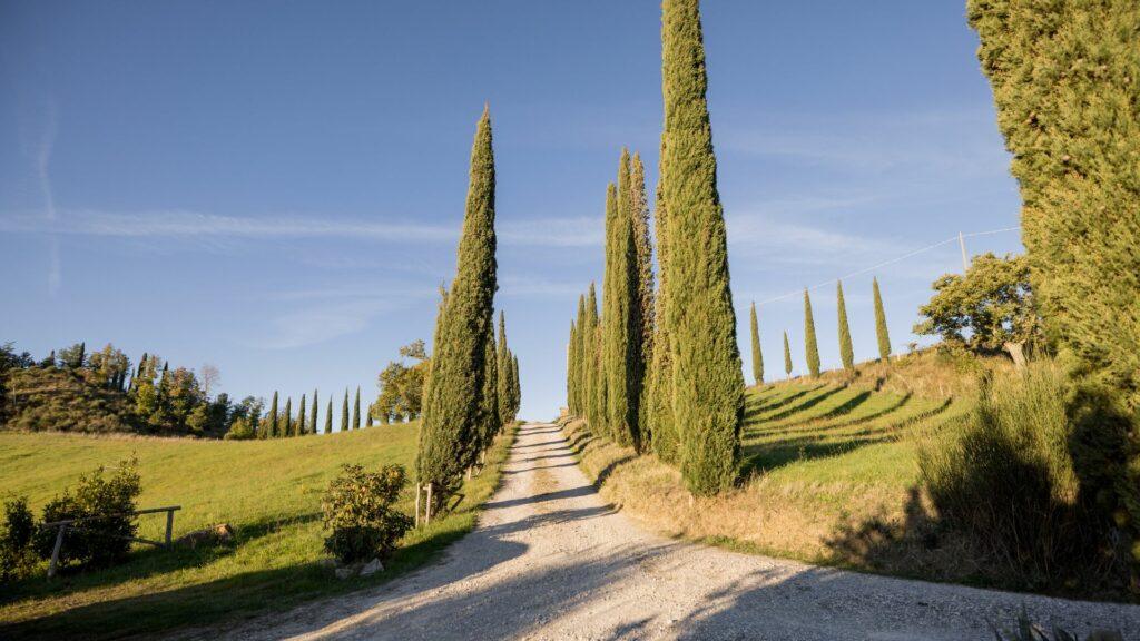 cipres-italiano ciprés italiano