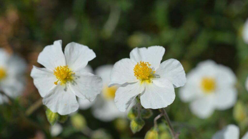 jara-blanca jara blanca