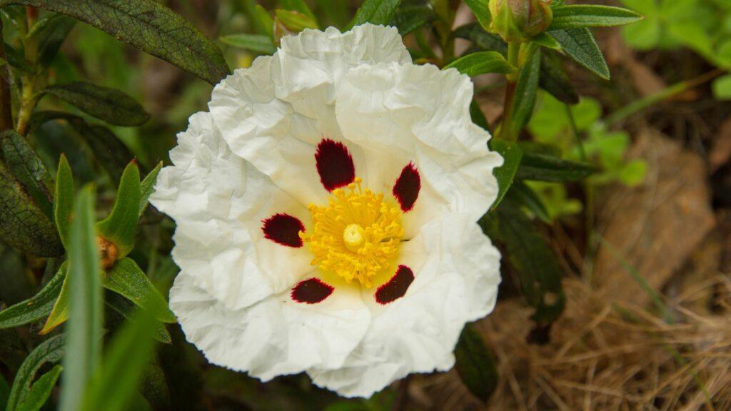 jara-pringosa jara pringosa