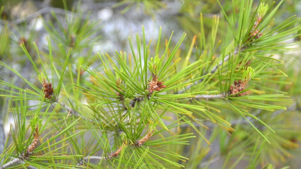 pino-carrasco pino carrasco