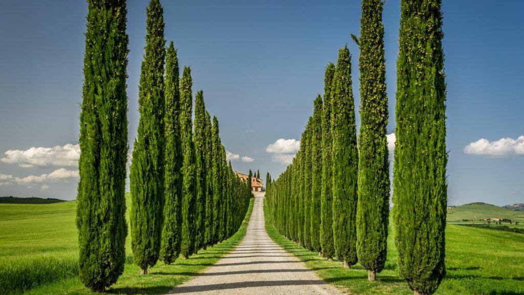 portada del articulo mediterraneas