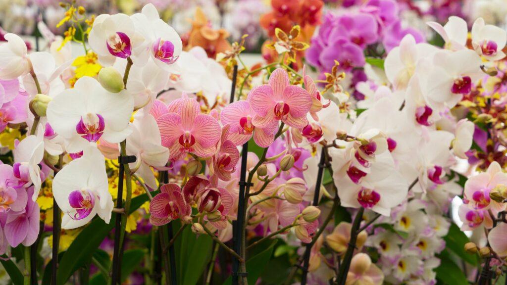 Sustrato para orquídeas: qué mezcla usar en Ibiza y cuándo cambiarla