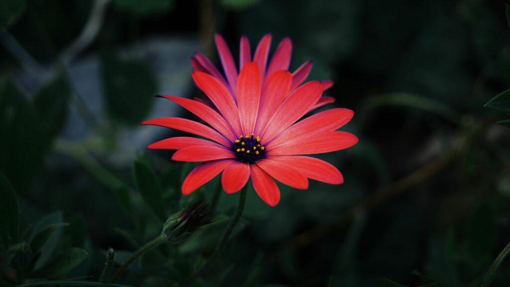 africana Margarita Africana