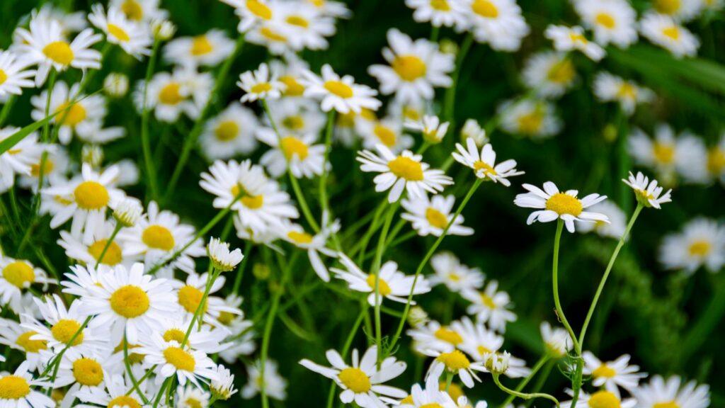 colocarlas Colocarlas