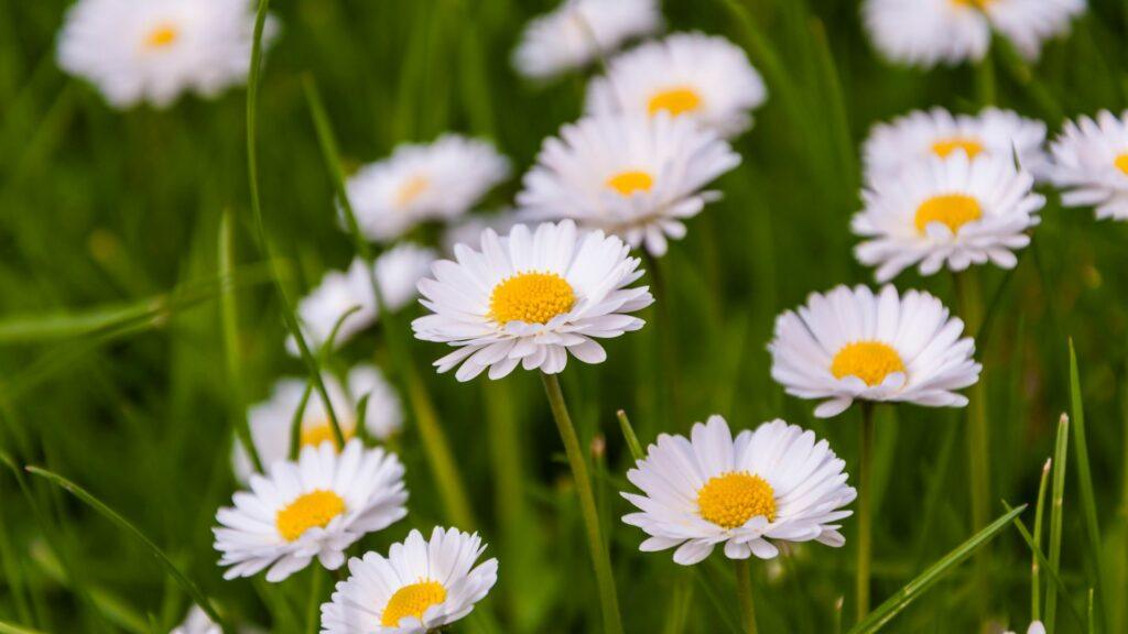 pequeña Bellis (pequeña)