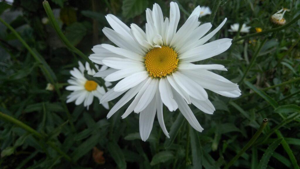 shasta Margarita Shasta