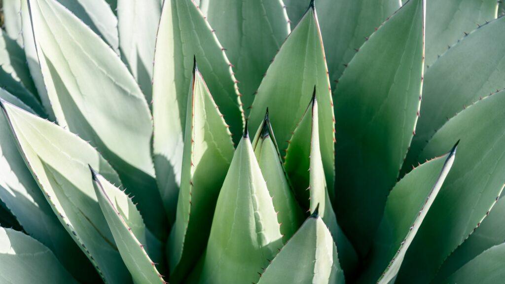 Agave