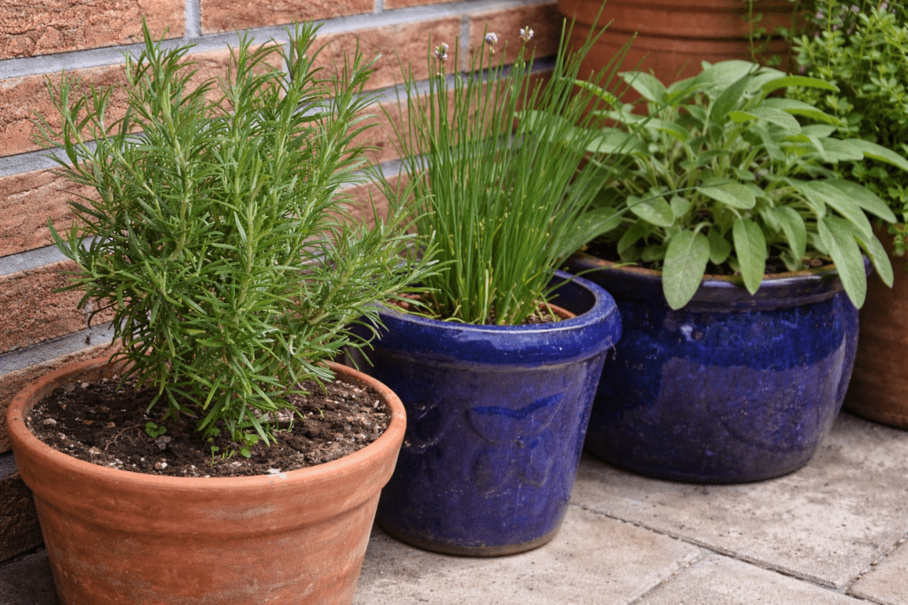 macetas-aromaticas