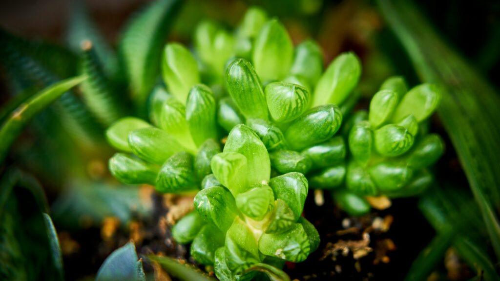 Haworthia
