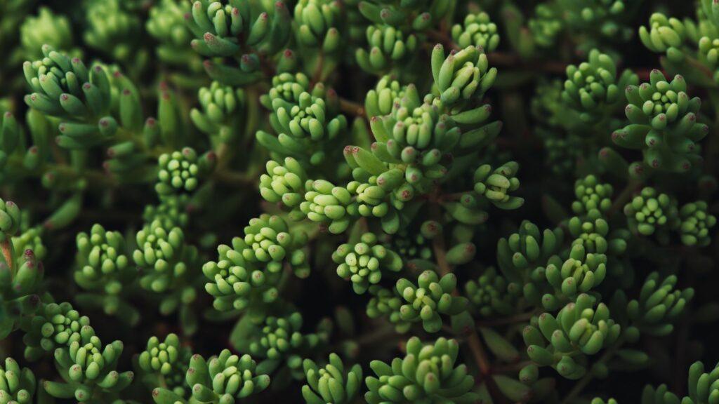 Sedum