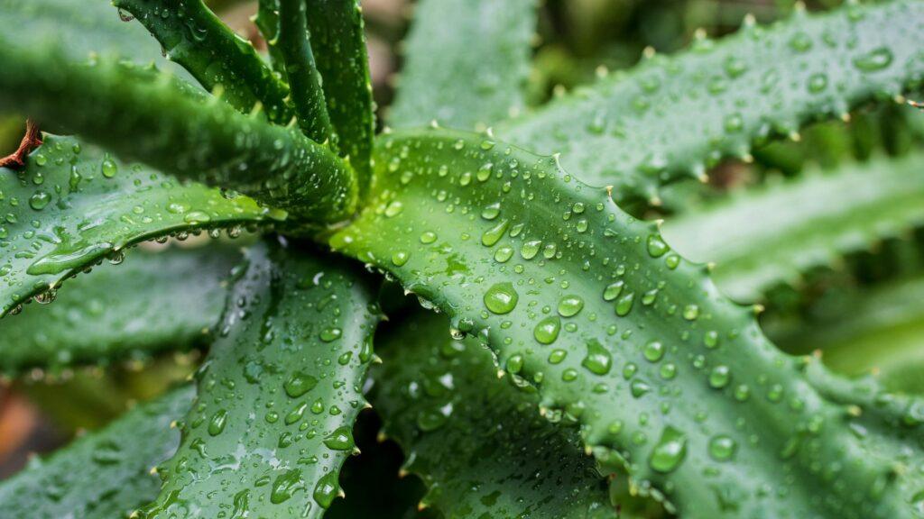 aloe-vera