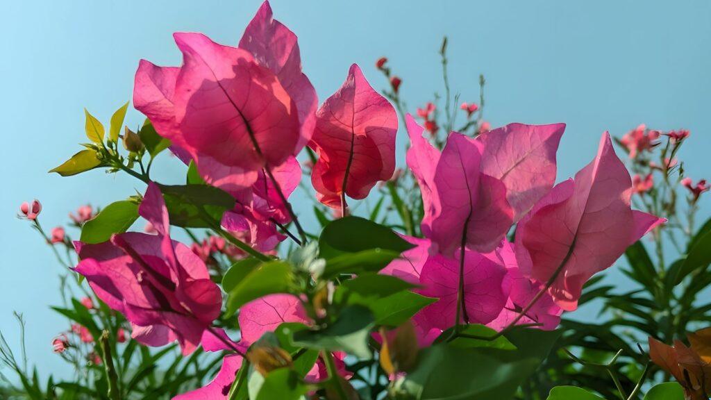 buganvilla