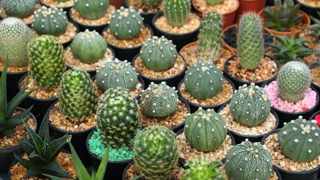 cactus-pequeños