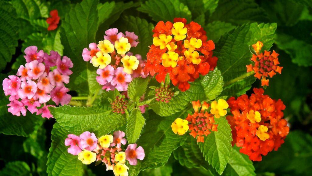 lantanas