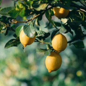 limonero en Ibiza, Eiviplant