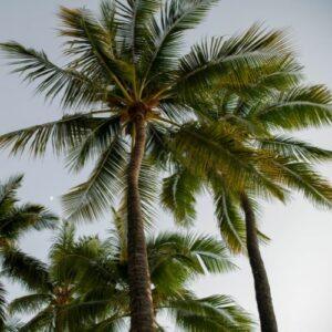 palmera en Ibiza, Eiviplant