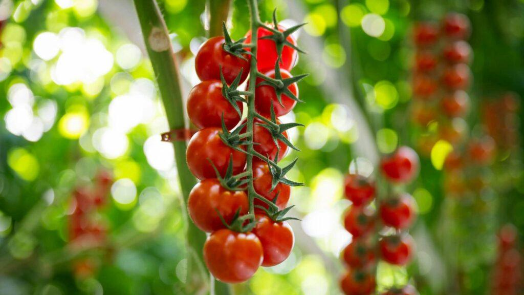 tomatera