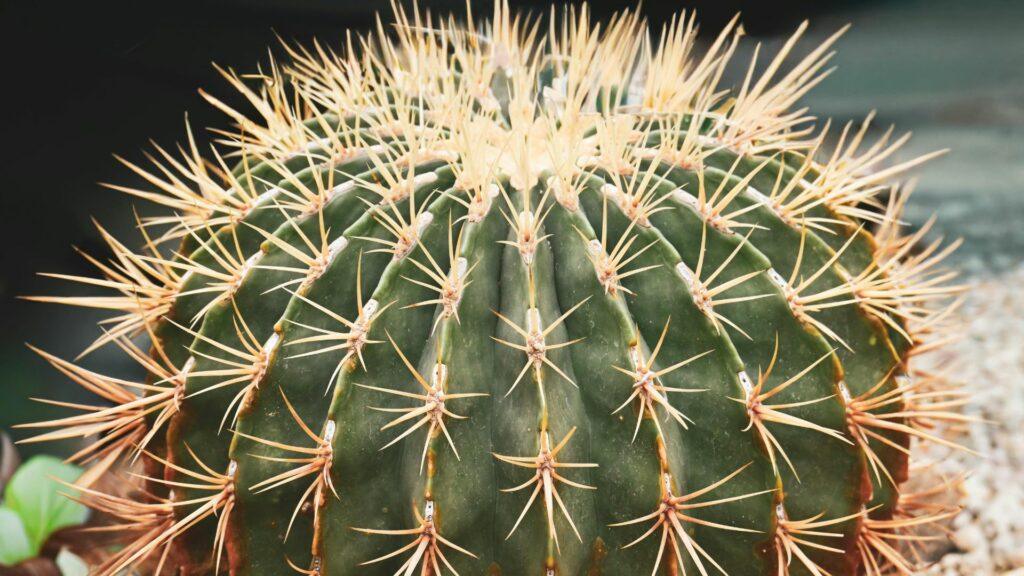 cactus-asientodesuegra