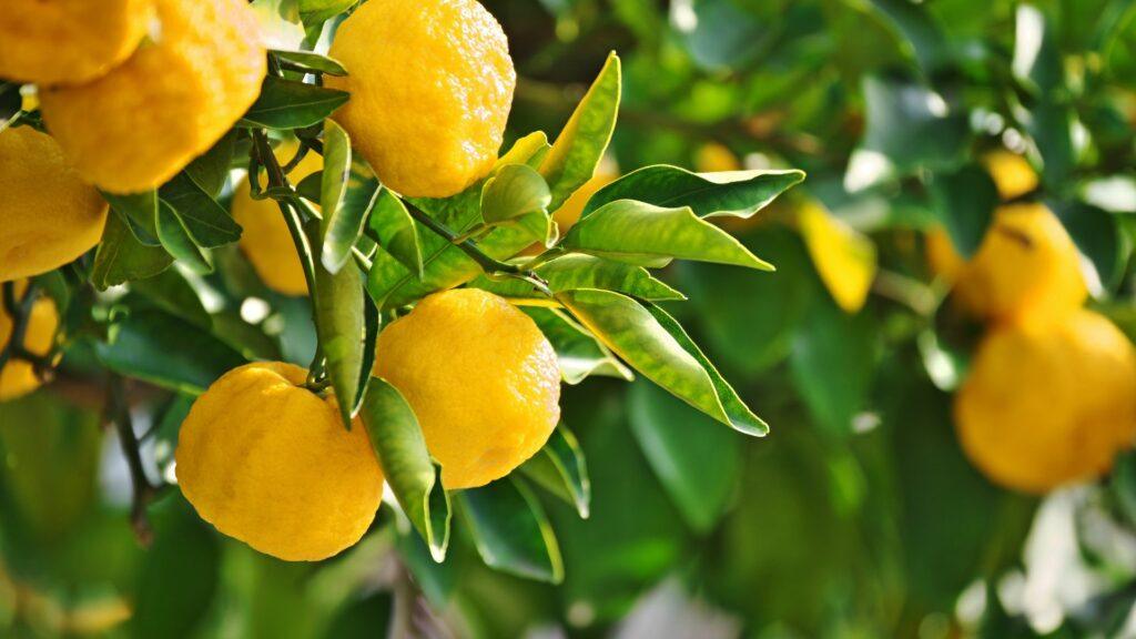 fertilizante-citricos