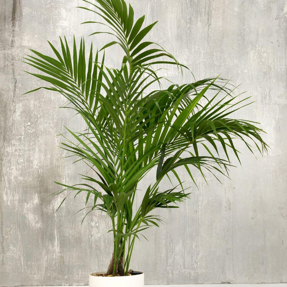 kentia