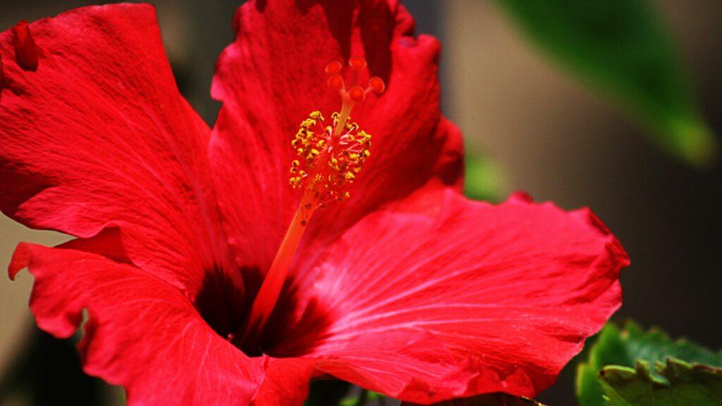 hibisco6