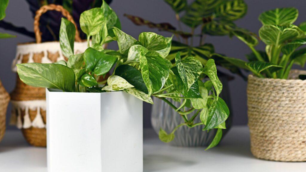 pothos2