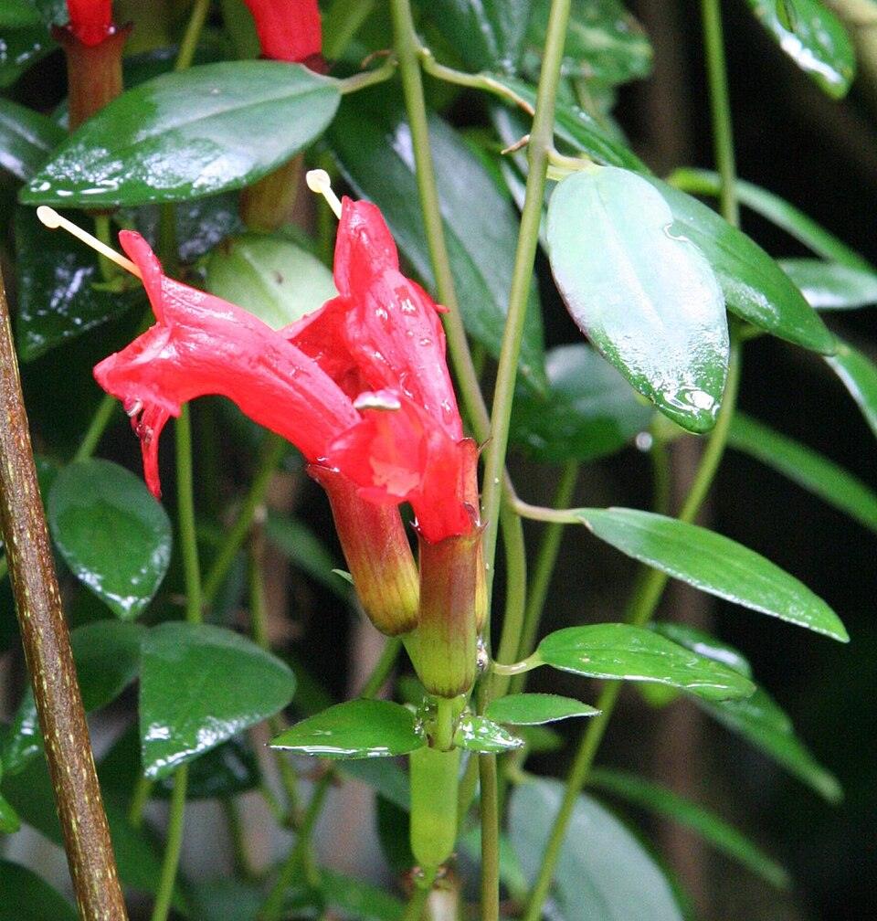 Aeschynanthus