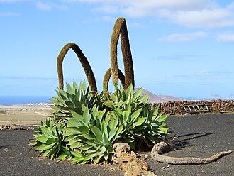 Agave attenuata