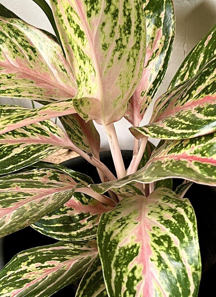 Aglaonema