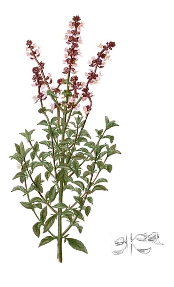 Albahaca
