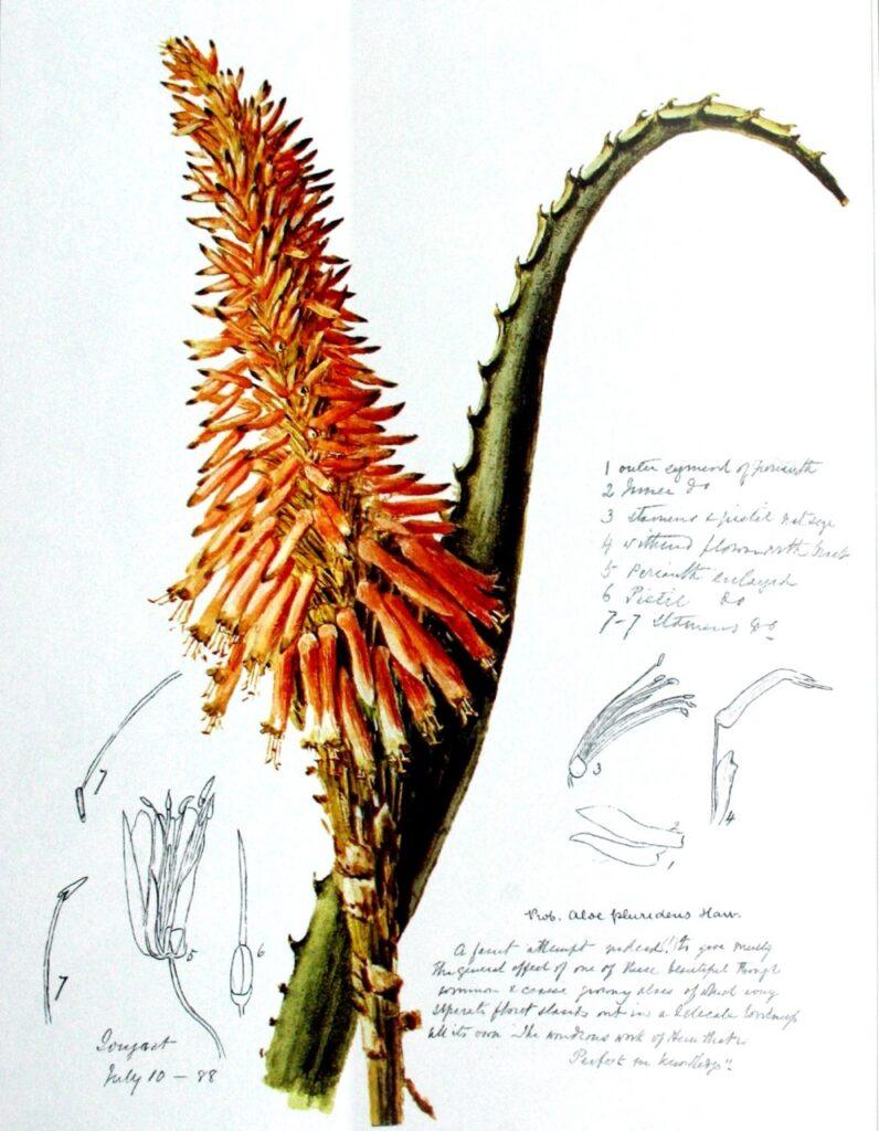 Aloe arborescente