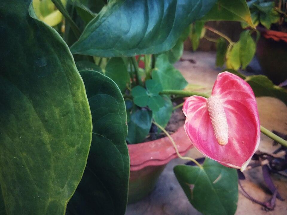 Anthurium