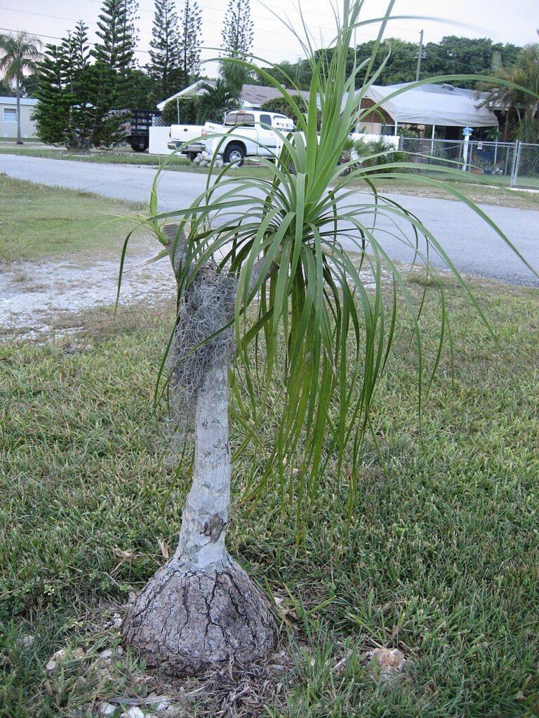 Beaucarnea