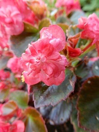 Begonia