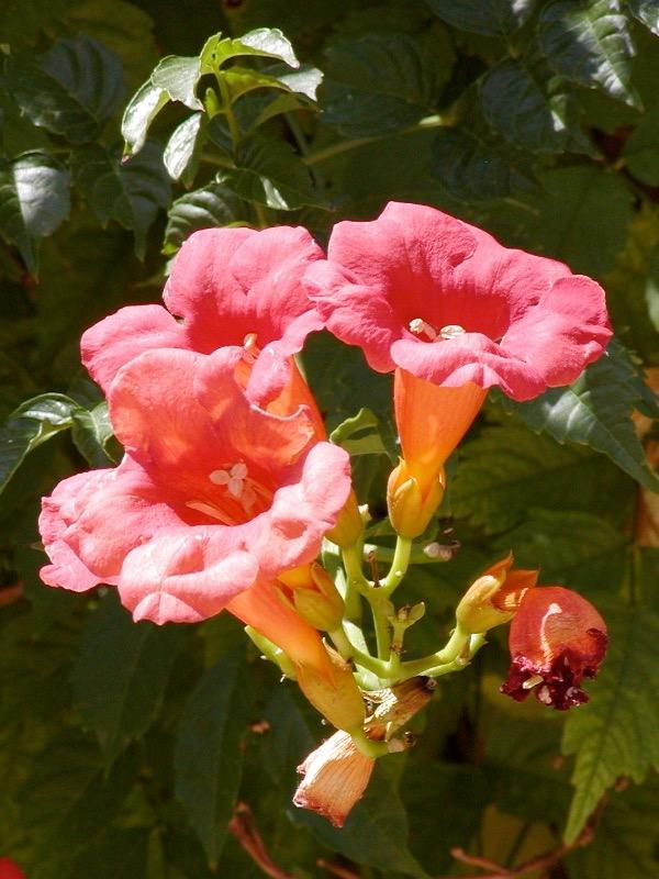 Bignonia