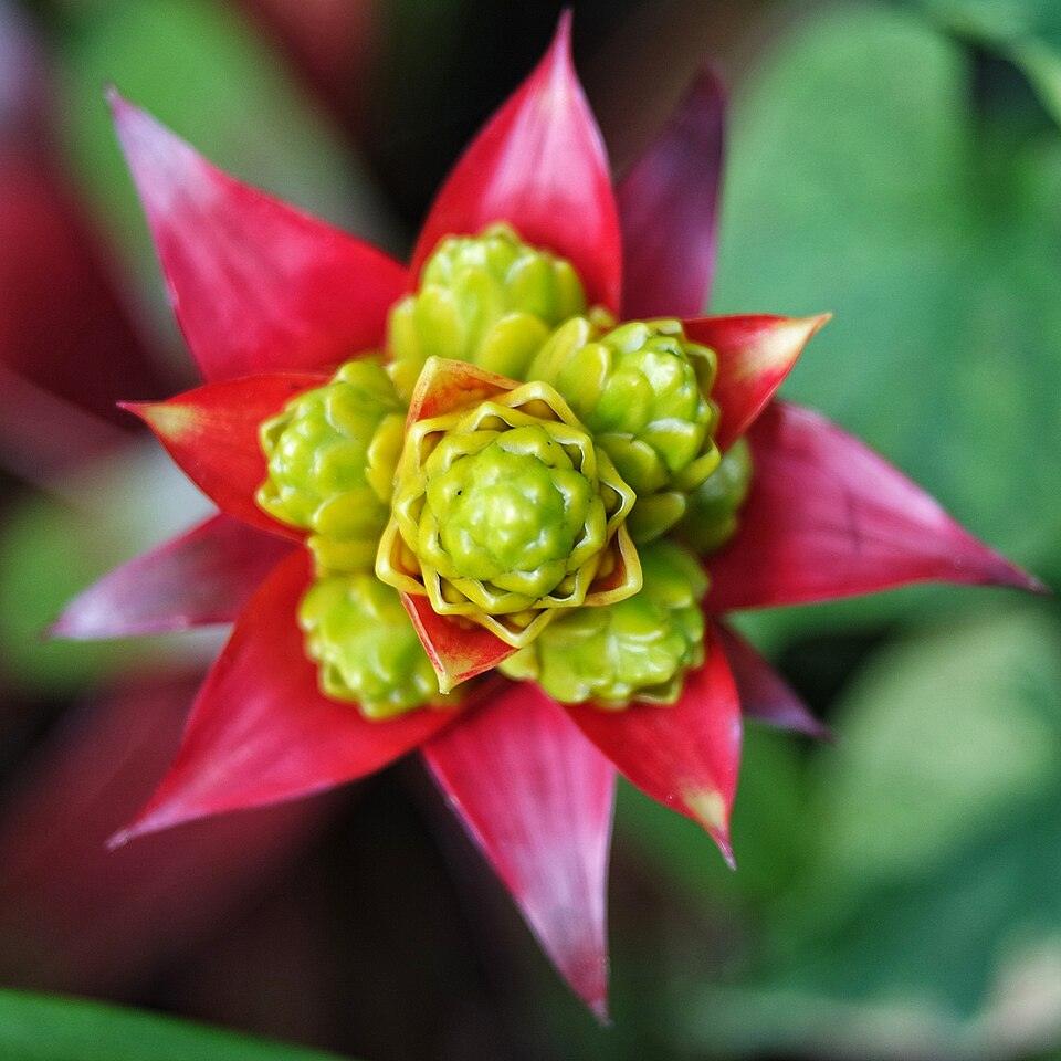 Bromelia Guzmania