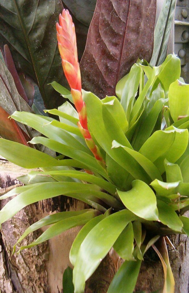 Bromelia Vriesea