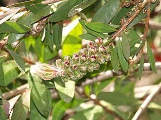 Callistemon