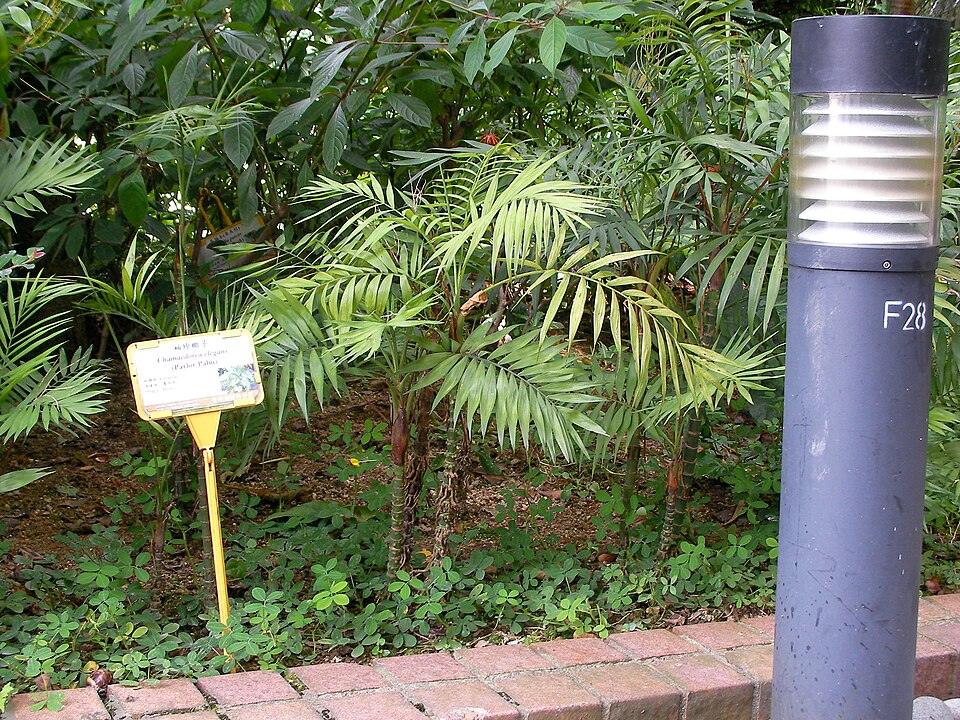 Chamaedorea
