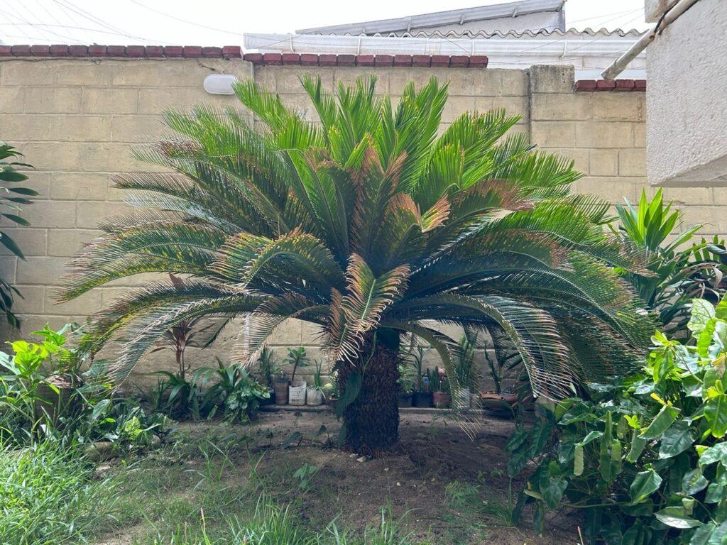Cica