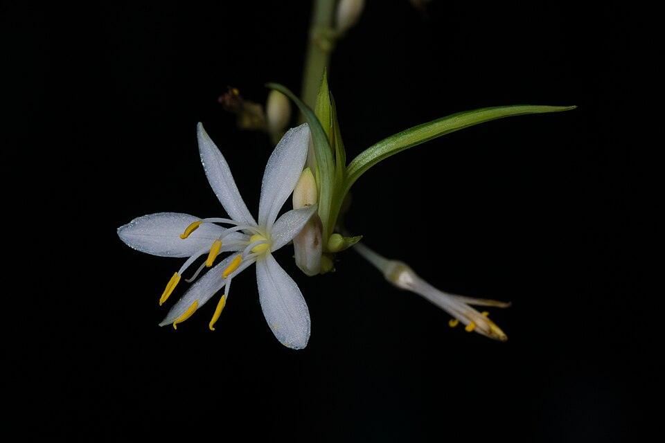 Cinta